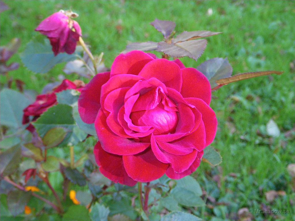 IMGP7388.JPG - Fin