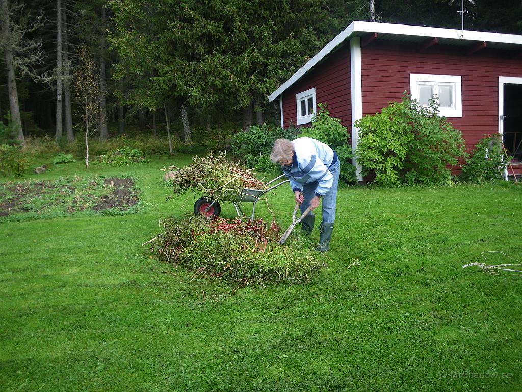 IMGP7401.JPG - 2011-09-12    Nu har peonen gjort sitt för i år. Farmor klipper ner resterna..