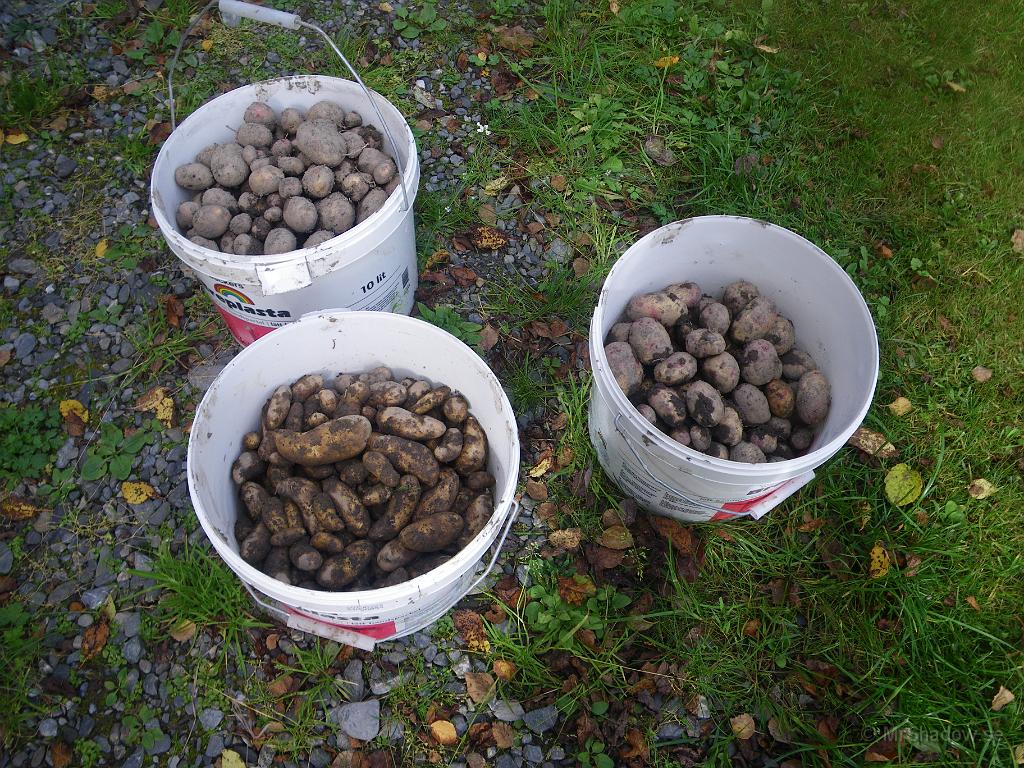 IMGP7402.JPG - Årets potatisskörd. Inte blev det som tidigare år, men man får nog vara nöjd ändå..