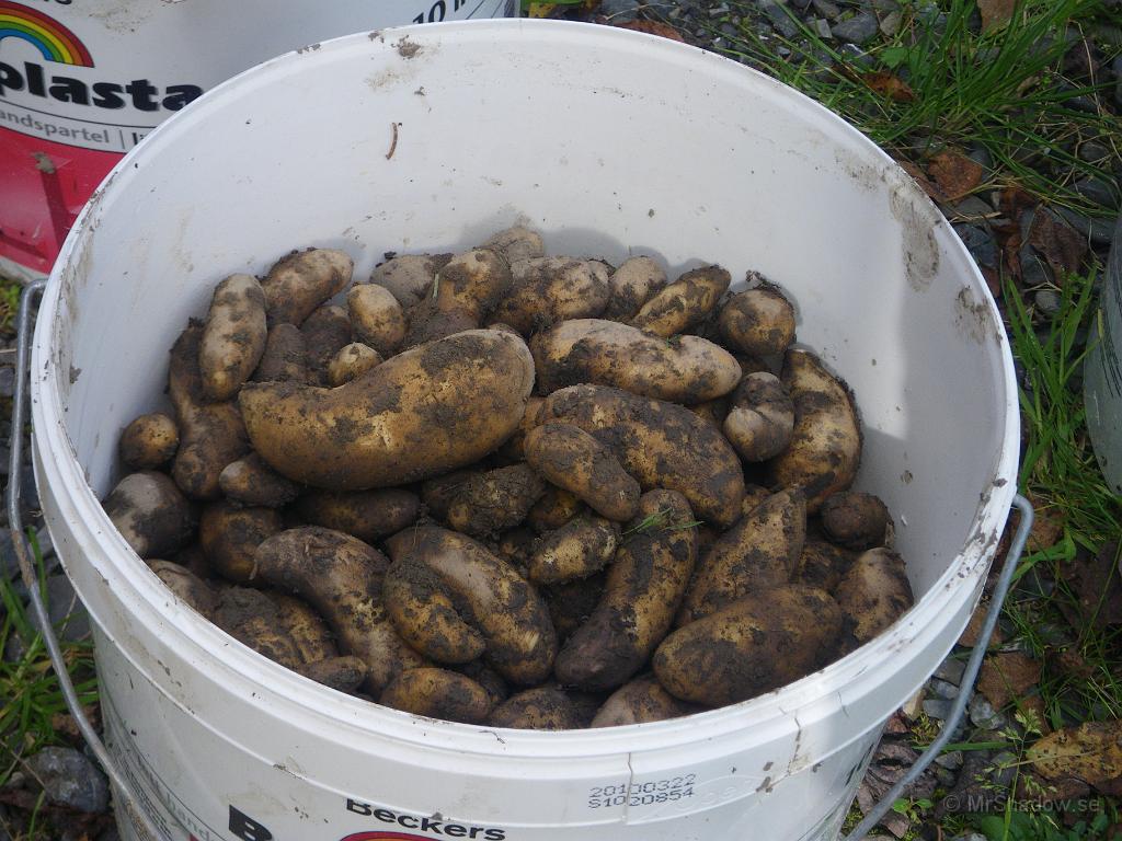 IMGP7403.JPG - Lite mandelpotatis som klarat sig undan brunrötan..