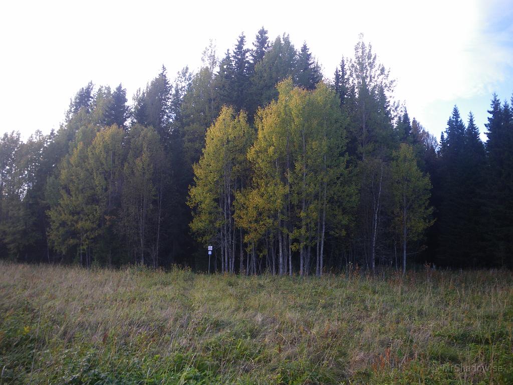 IMGP7409.JPG - Fortfarande grönt..