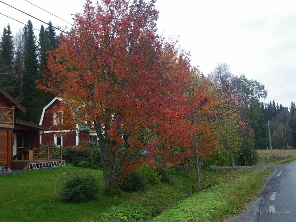 IMGP7466.JPG - Grannens rönn är fin.