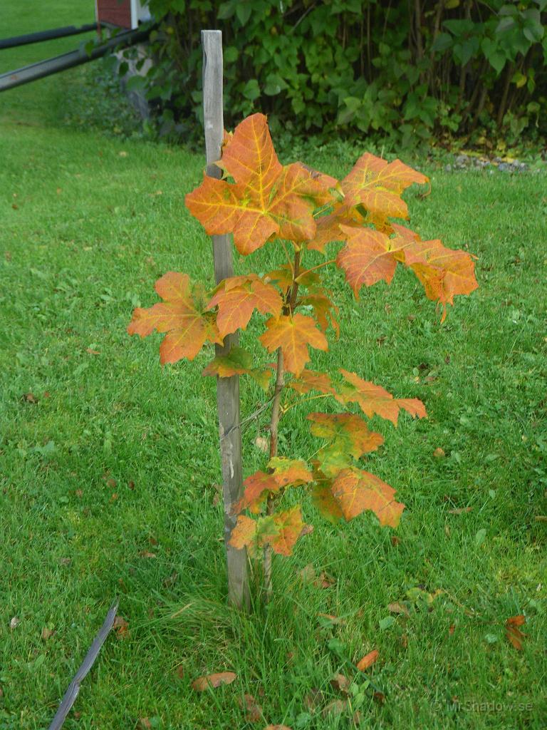 IMGP7506.jpg - 2011-10-01 På bara några dagar så har lönnlöven tappat sin grönfärg