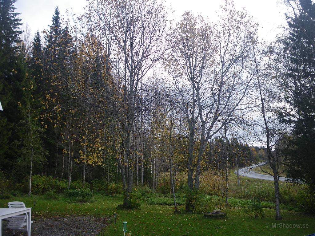 IMGP7507.JPG - Nästan alla träden har tappat sina löv.