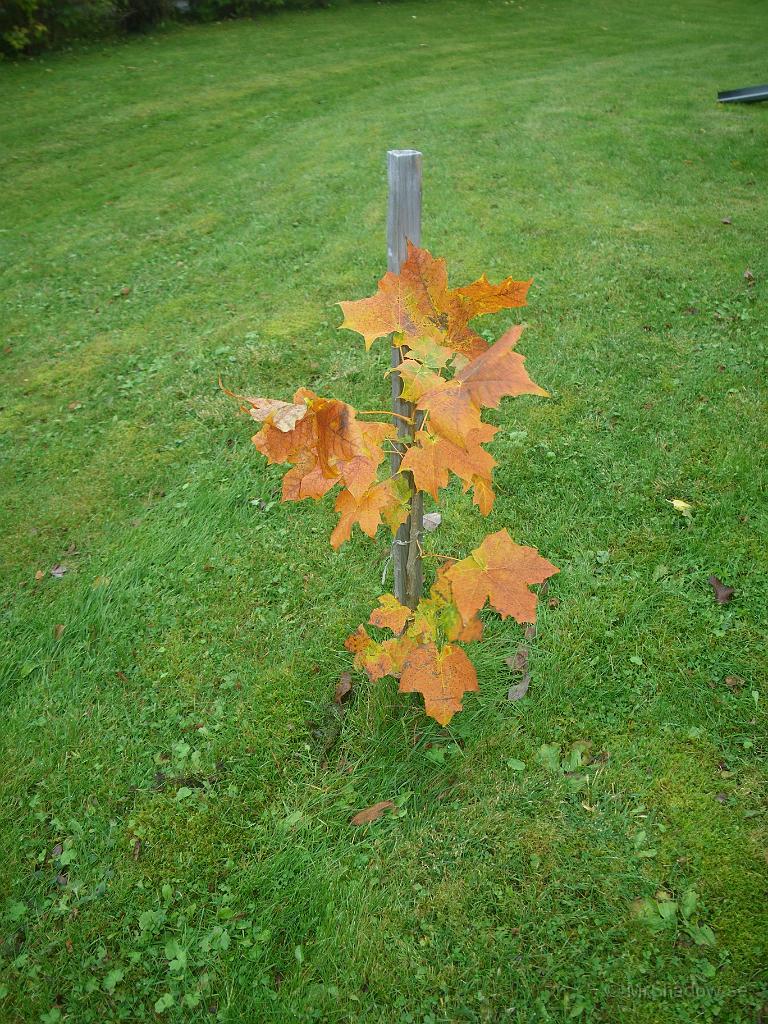 IMGP7527.jpg - 2011-10-07  Har lönnen tappat mer färg ??