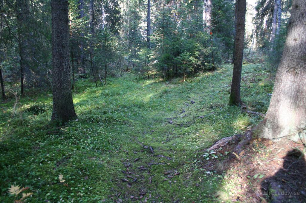 IMG_4993.JPG - Det märks att det varit fuktigt, då stigen börjat växa igen med bl.a mossa...