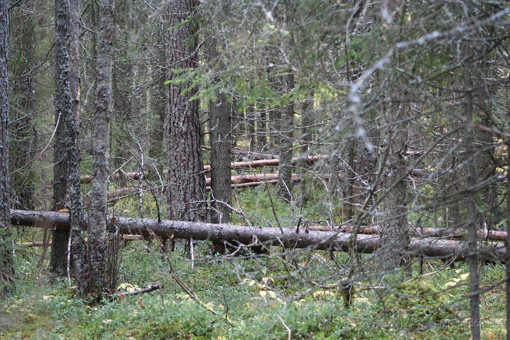 IMG_4998.JPG - Allt har inte fallit i år.. och inte förra året heller...