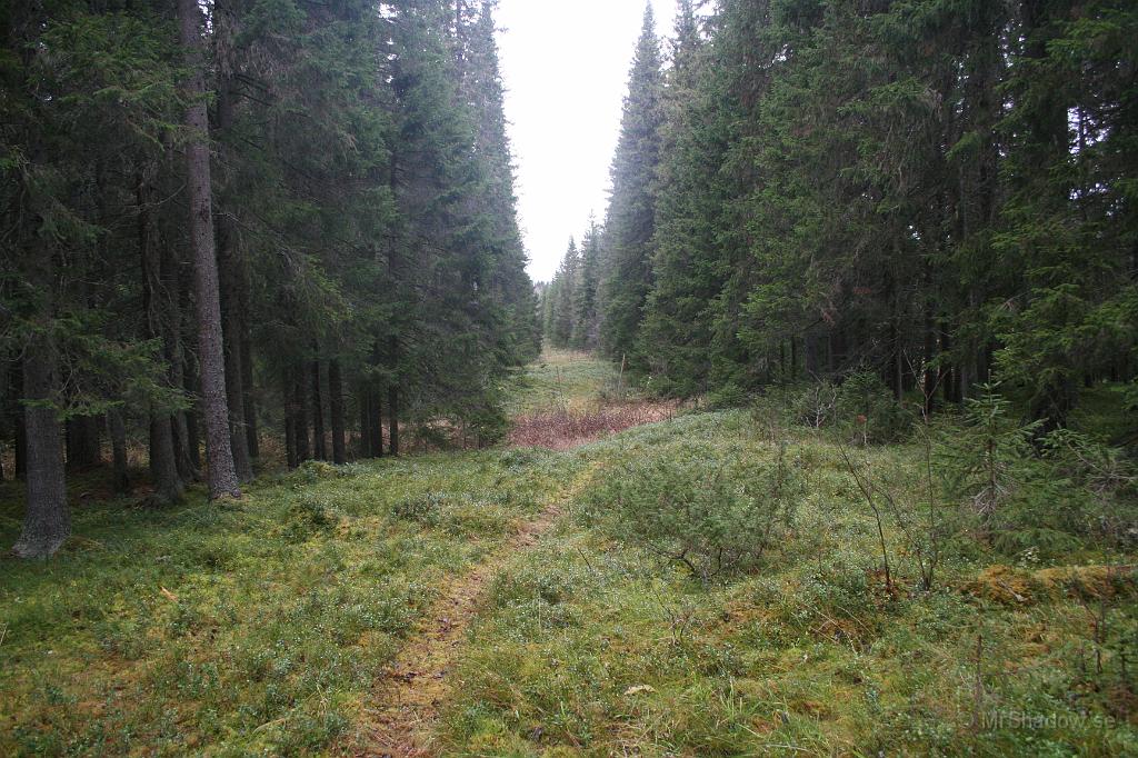 IMG_5002.JPG - Skönt att gå upp i skogen en sväng..