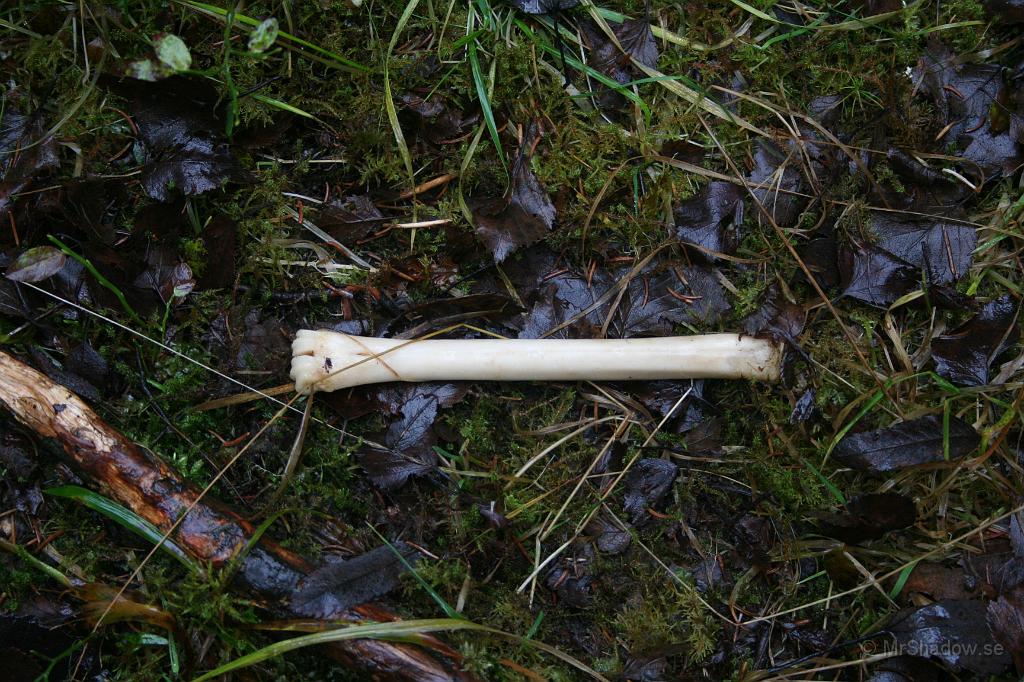IMG_5059.JPG - Ett ben av något slag har hamnat på stigen..