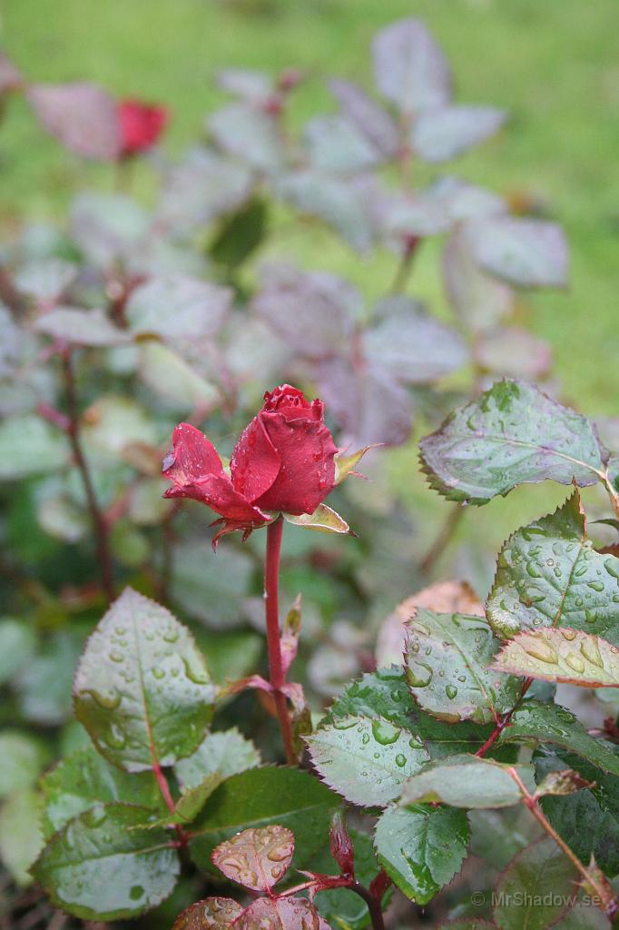 IMG_5064.JPG - Sista dagen i oktober är det inte många rosor kvar, men hoppas att denna knopp finns kvar ett tag.