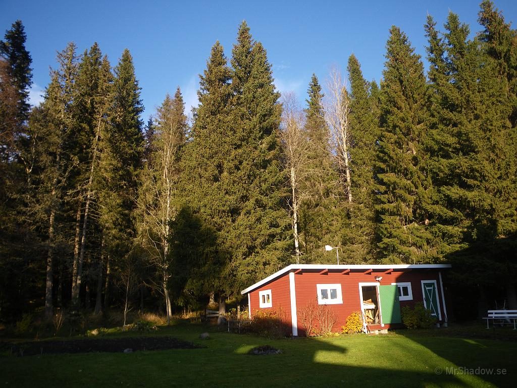 IMGP7606.JPG - Värmande sol på uthuset..  Vackra granar..