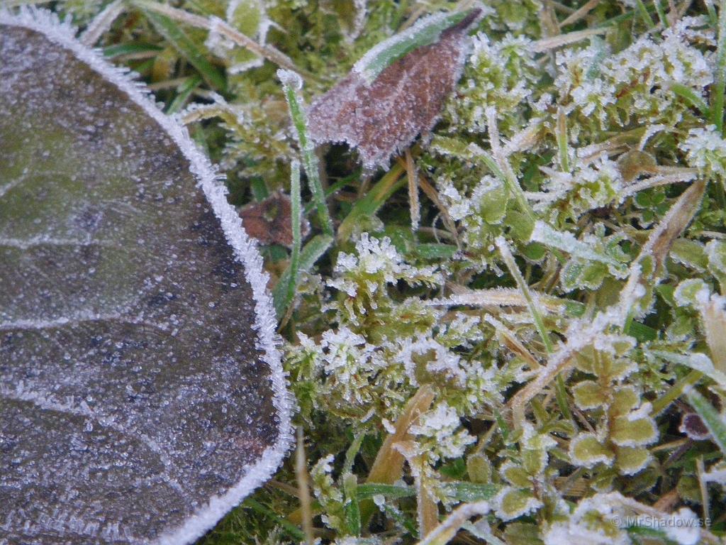 IMGP7659.JPG - Mossan har fått frosthättor..