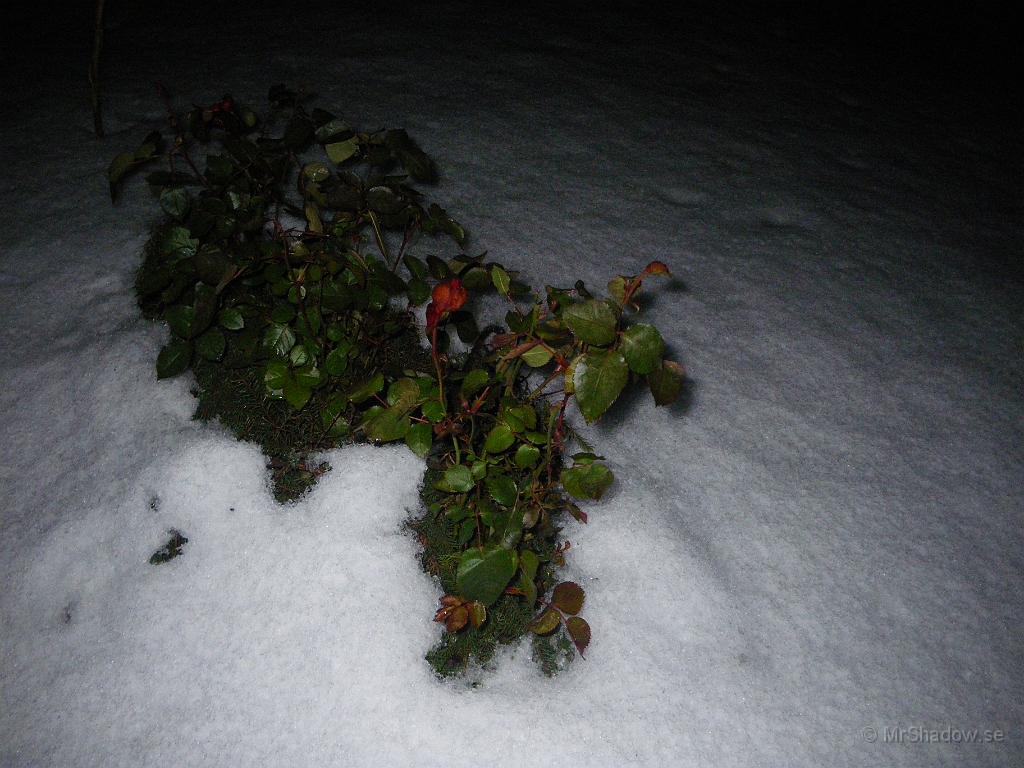 IMGP7692.JPG - Snö på rosorna..