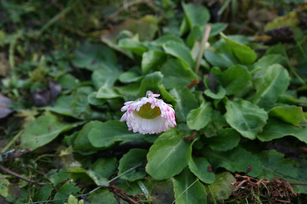 IMG_5073.JPG - En blomma till.. Känns fel på något vis..
