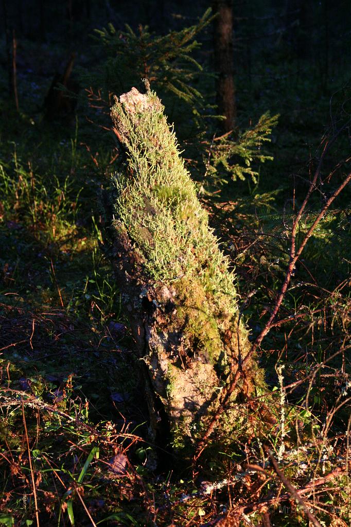 IMG_5193.JPG - Den låga höstsolen lyser fint på stubben