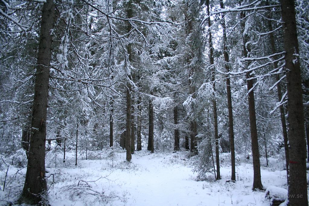 IMG_5203.JPG - Vitt i skogen