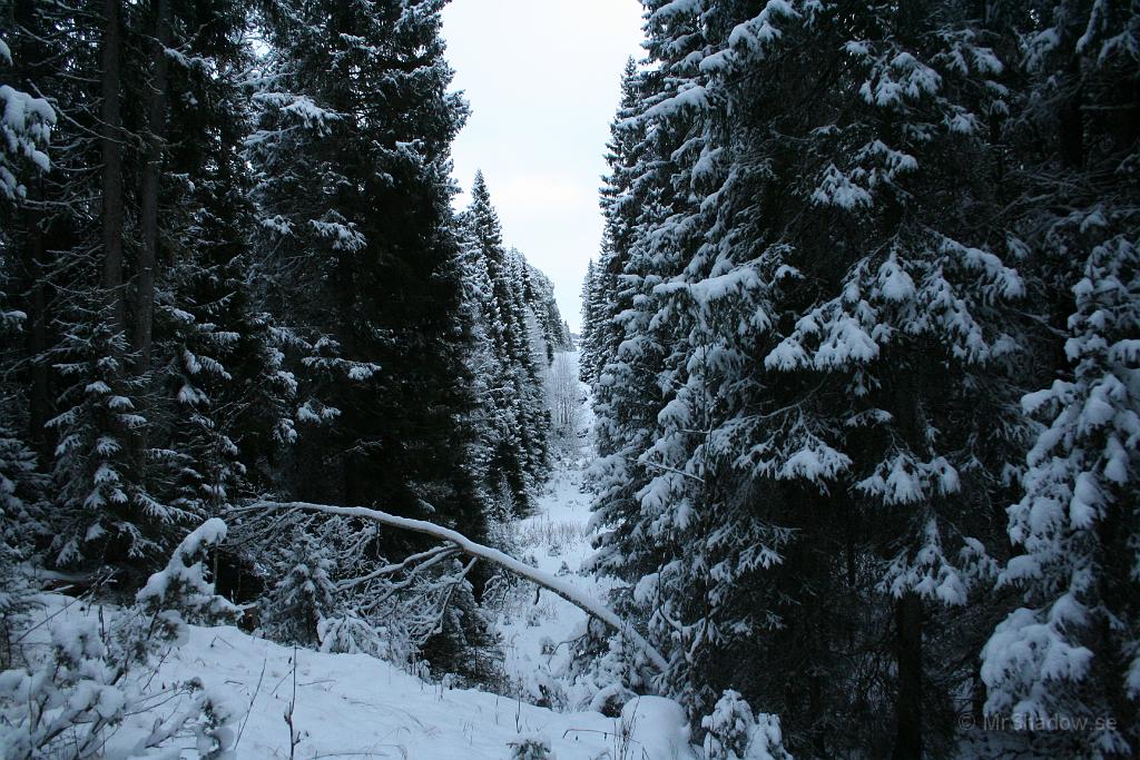 IMG_5206.JPG - Inte många som åker skoter åt detta håll, men det förekommer.. Får se hur det blir i vinter..