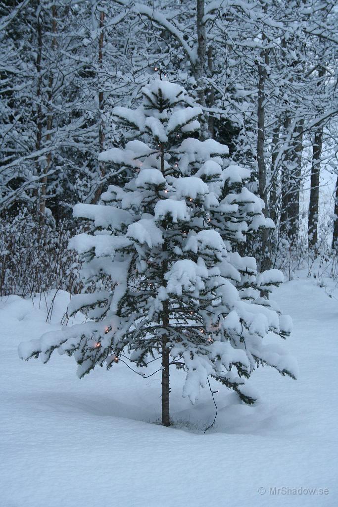 IMG_5212.JPG - "Julgranen" börjar också att få ett fint snötäcke