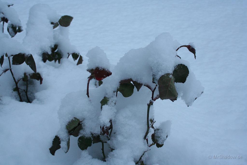 IMG_5214.JPG - Rosorna har också fått ett snötäcke