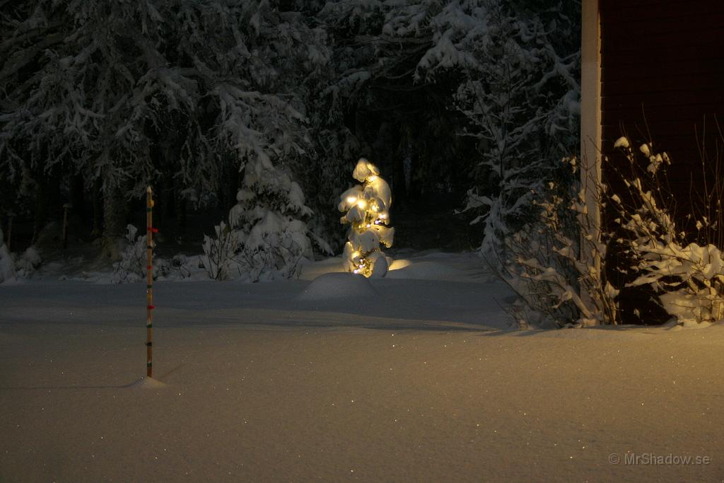 IMG_5243.JPG - Även tallen lyser i sin snöskrud.