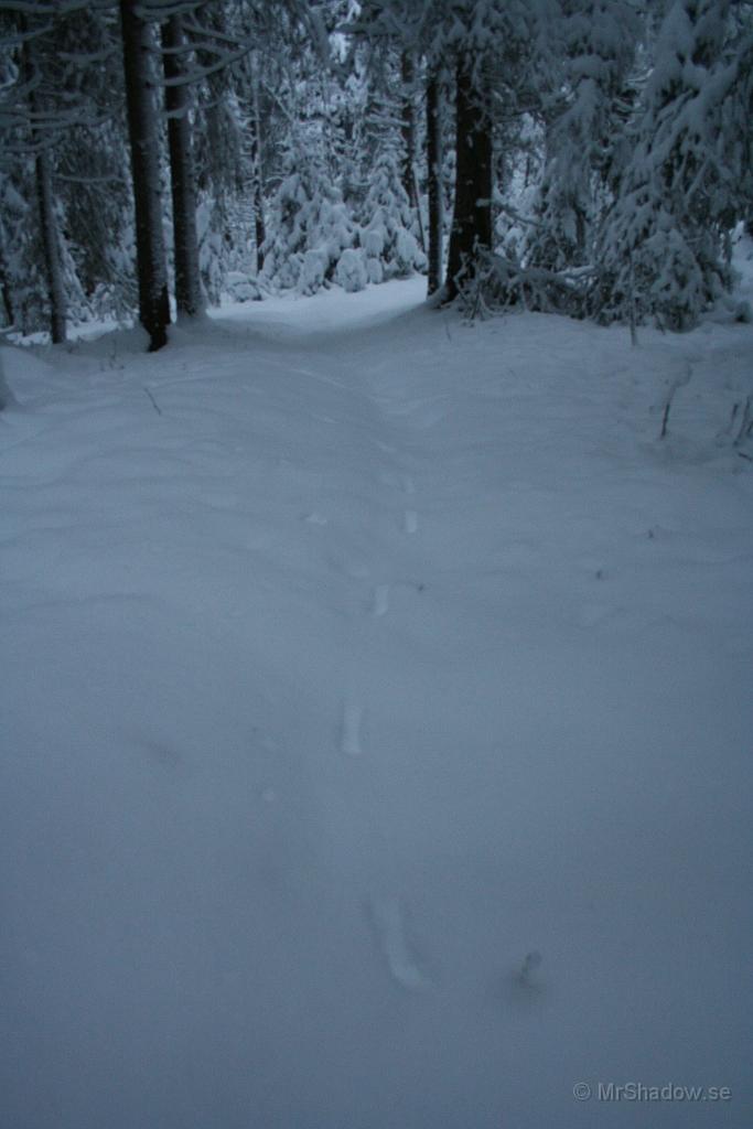IMG_5250.JPG - Det har varit långbenta gäster på stigen..