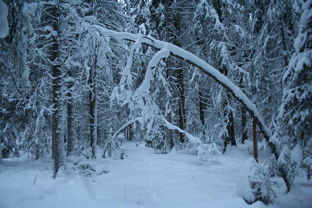 IMG_5256.JPG - Vackert i skogen