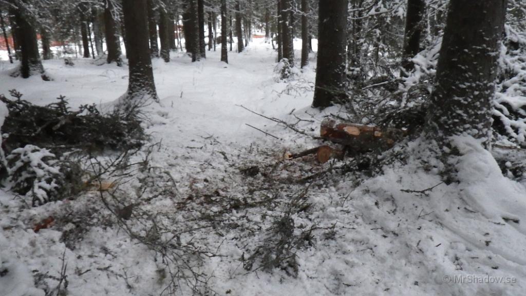 IMGP0187.JPG - Det var ytterligare en gran som ramlat ner under stormen Dagmar på annandag jul..  En liten bit upp i skogen så låg en gran rakt över en stig, så även den fick smaka på motorsågen..