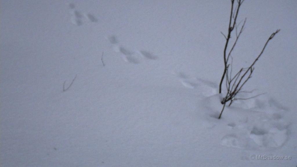 IMGP0189.JPG - Ser ut som att det är en hare som varit i omgivningen och hälsat på..