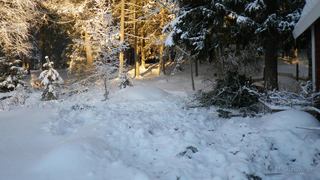 IMGP0203.JPG - Det som göms i snö.. ja ja det får ligga till våren. Dragit ihop en rishög som skall "bearbetas" lite ytterligare