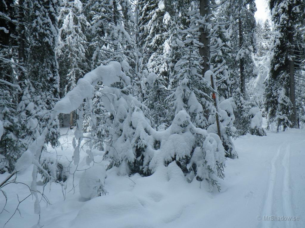 IMGP0307.JPG - Bara skidspår i skoterspåret..