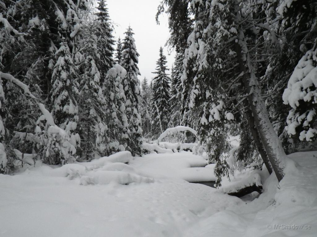 IMGP0315.JPG - Nerströms ser det lite bökigt ut. Hoppas inte att de nerfallna träden hindrar vattnet för mycket..