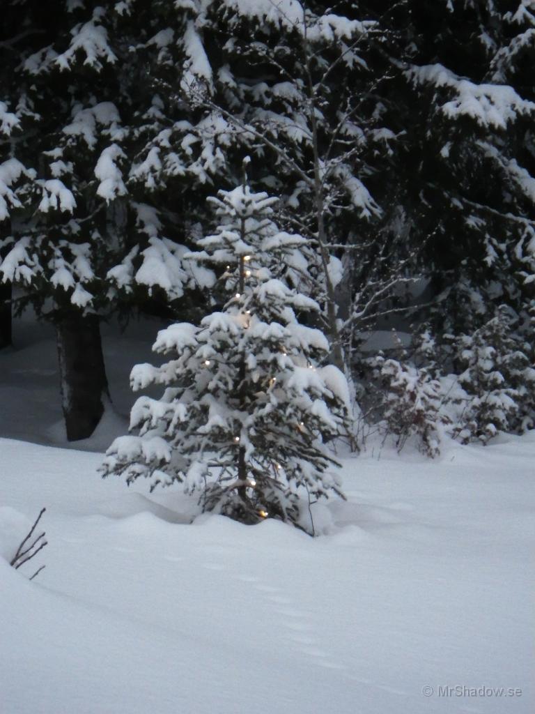 IMGP0316.JPG - Julgranen har "skakat" av sig lite snö