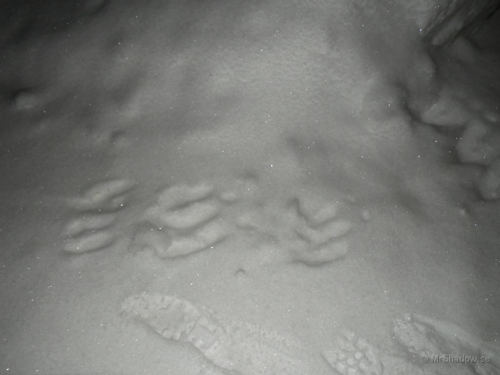 IMGP0330.JPG - Hmm Påhälsning av lite större klövdjur.. Älg lär det ju vara..