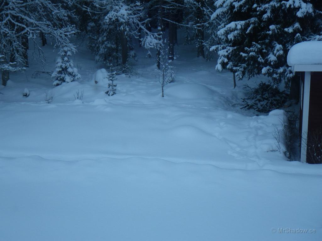 IMGP0332.JPG - Spår i trädgården efter besökare..