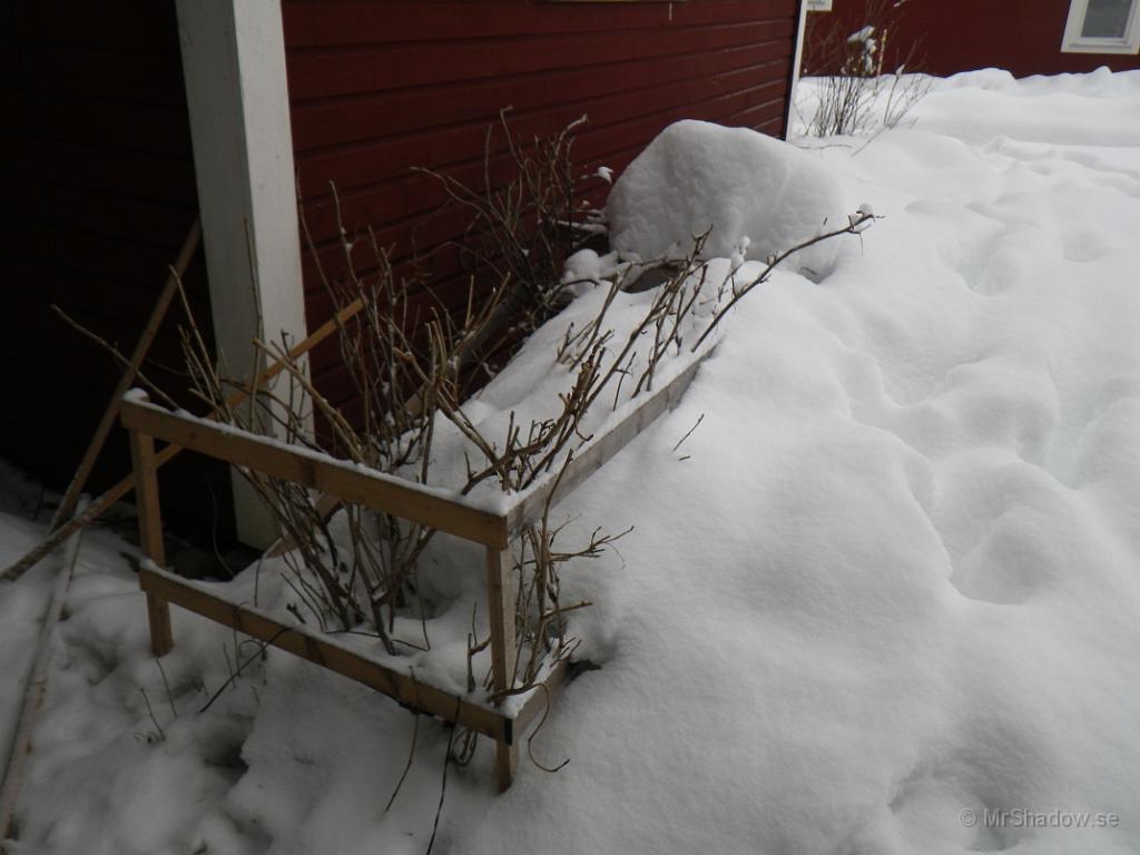 IMGP0336.JPG - Den svartvinbärsbusken är nu bara hälften så stor..