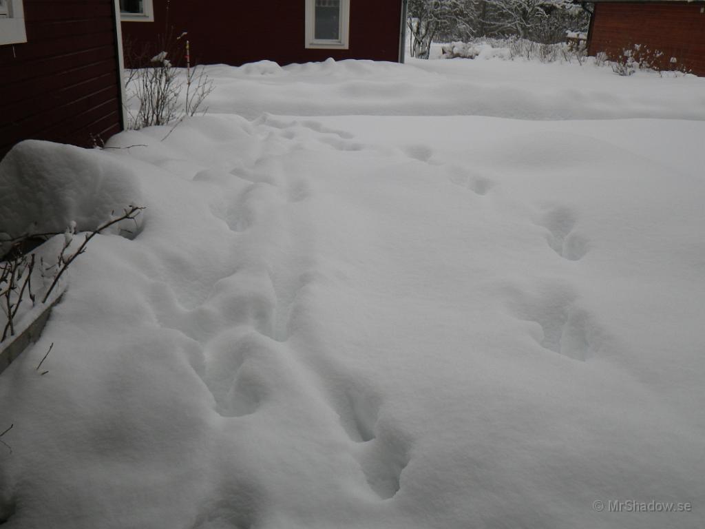 IMGP0342.JPG - Efter lite studie så görs artbestämningen fortfarande till Älg och mest troligt är det en ko med kalv som varit på besök.. Att dömma av spåren då..
