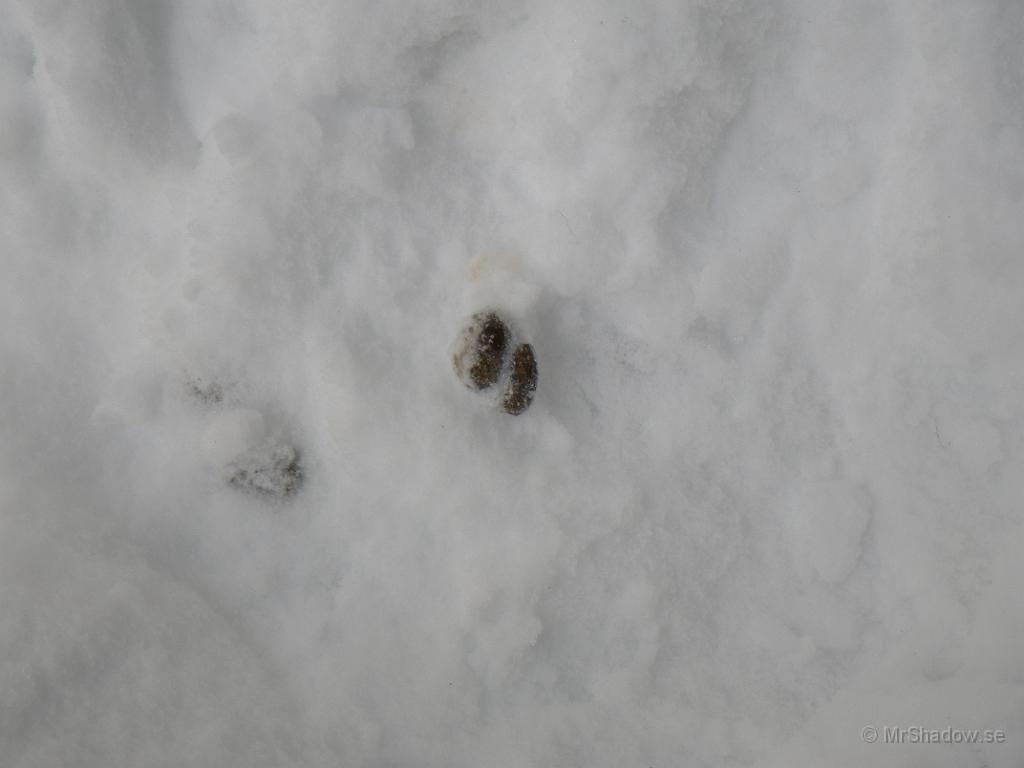 IMGP0345.JPG - Inte nog med att de äter upp mina buskar och träd.. De har ju kunnat gått längre upp i skogen för sina toalettbesök.. Det här är just bakom vedboden..