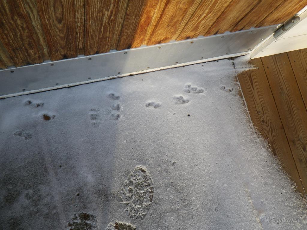 IMGP0366.JPG - 2012-01-30  Här har det varit en lite gäst som gått på bron.. Hermelin kanske..