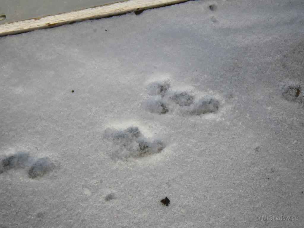 IMGP0367.JPG - Dålig på denna typ av spårstämplar, men inte är det en katt i vart fall...