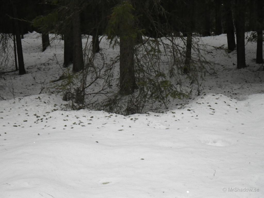 IMGP0429.JPG - Ekorren har varit i farten och knipsat av en massa granskott