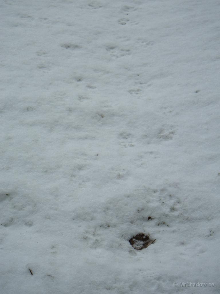 IMGP0499.JPG - Är det inte räven som varit och hälsat på ??