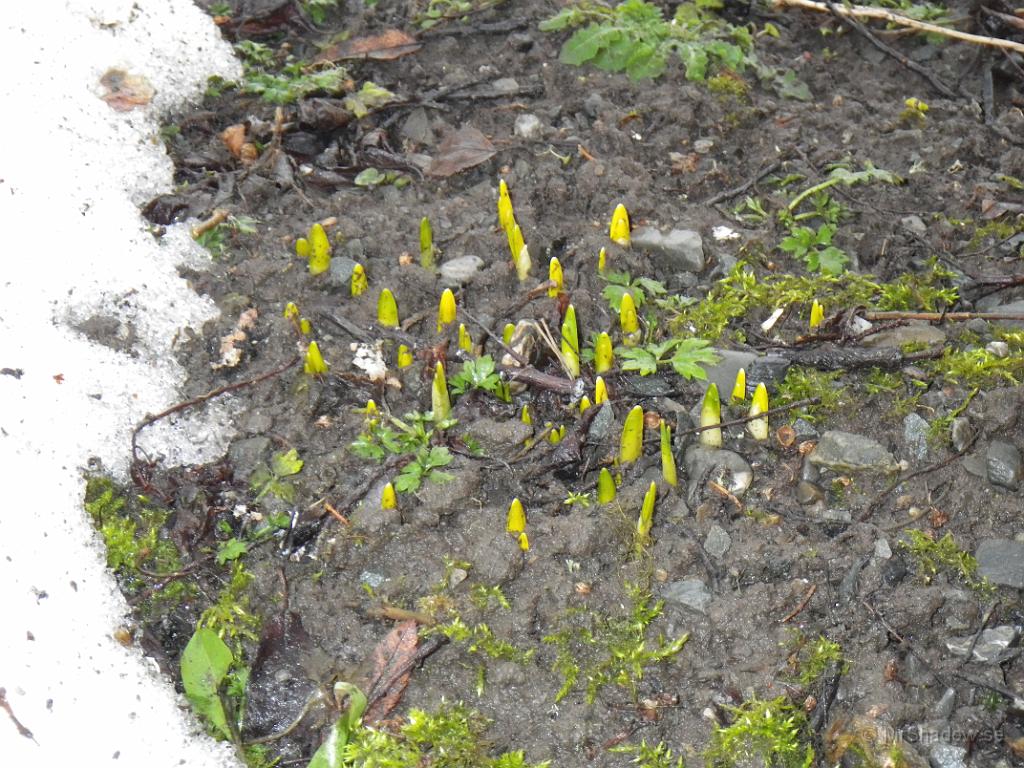 IMGP0520.JPG - I rabatterna nere mot vägen börjar det titta fram lite vårblommor.. Nästa vecka kanske de blommar ??