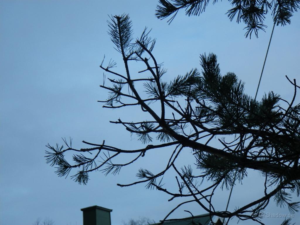 IMGP0523.JPG - Älgen har knaprat friskt på stora tallet. Vissa grenar är helt "befriade" från fjolårsskott...