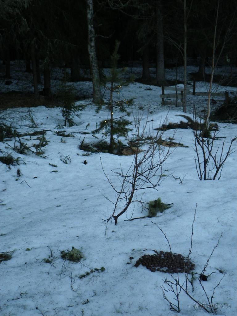 IMGP0524.JPG - Men älgarna har ju lämnat "resterna" efter måltiden. Frågan är vilket näringsvärde det där kan ge tillbaka ??