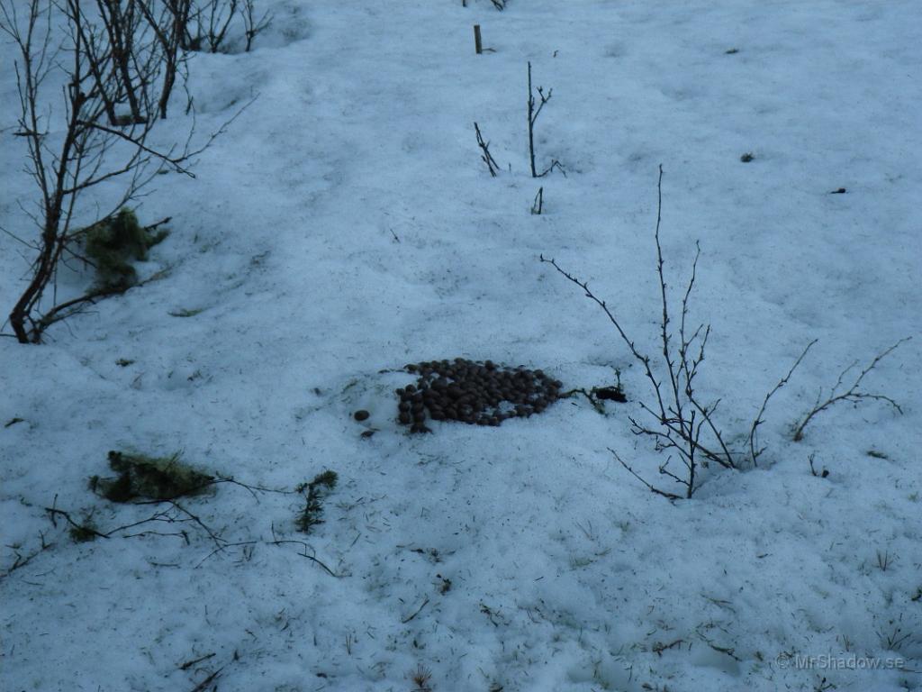 IMGP0525.JPG - Det var ingen liten hög heller .. Tyvärr så finns det fler lämningar..