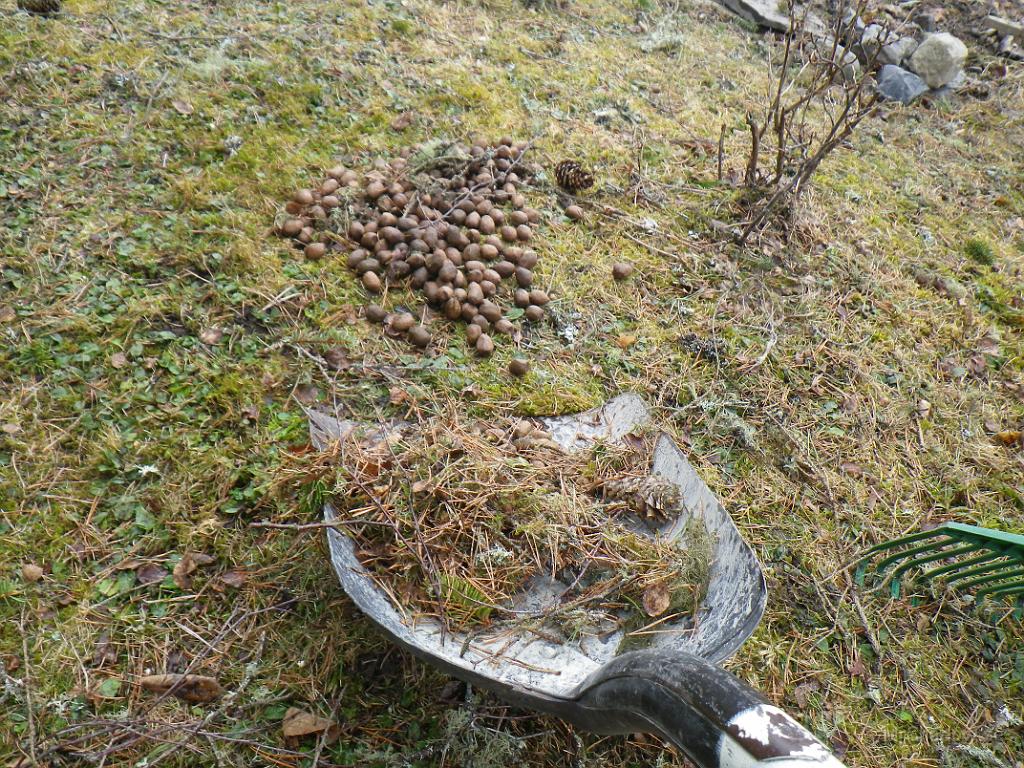 IMGP0604.JPG - Städning efter "Gullan och Hälge" vid bärbuskarna.. 