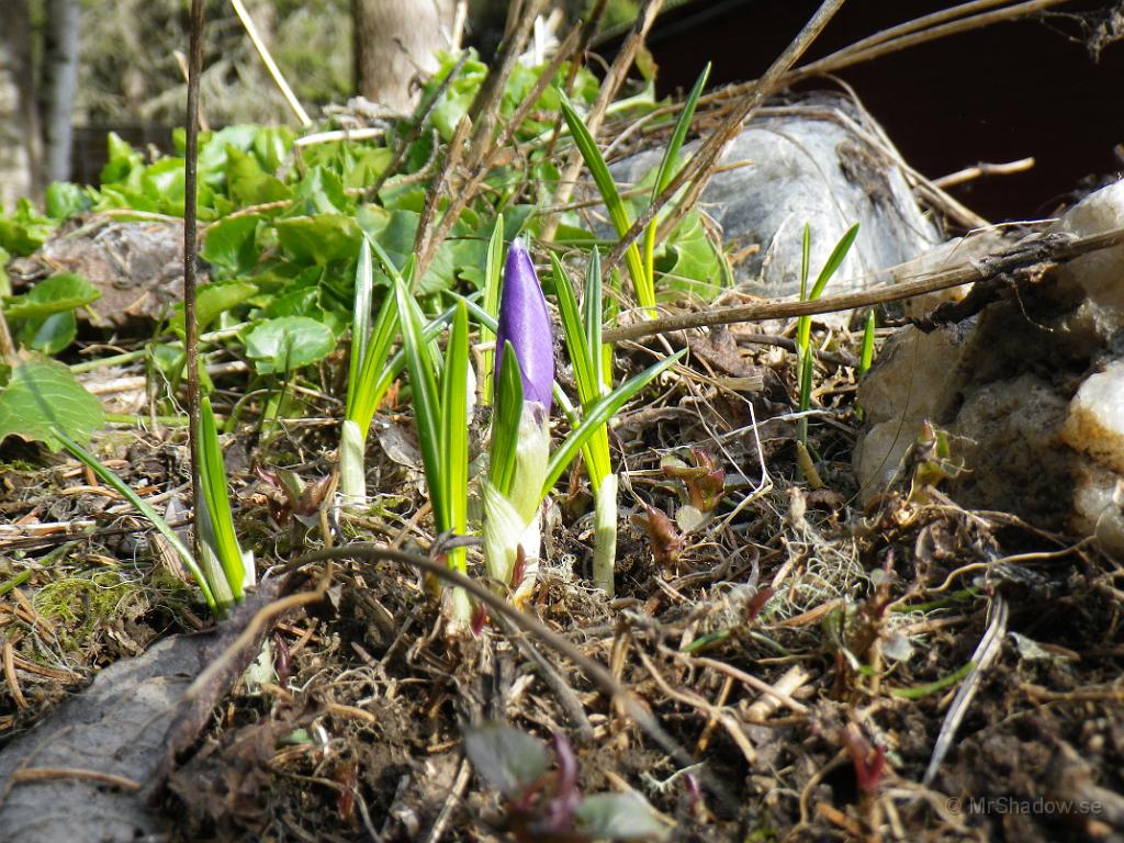 IMGP0643.JPG - Det tittar fram lite blomknoppar..