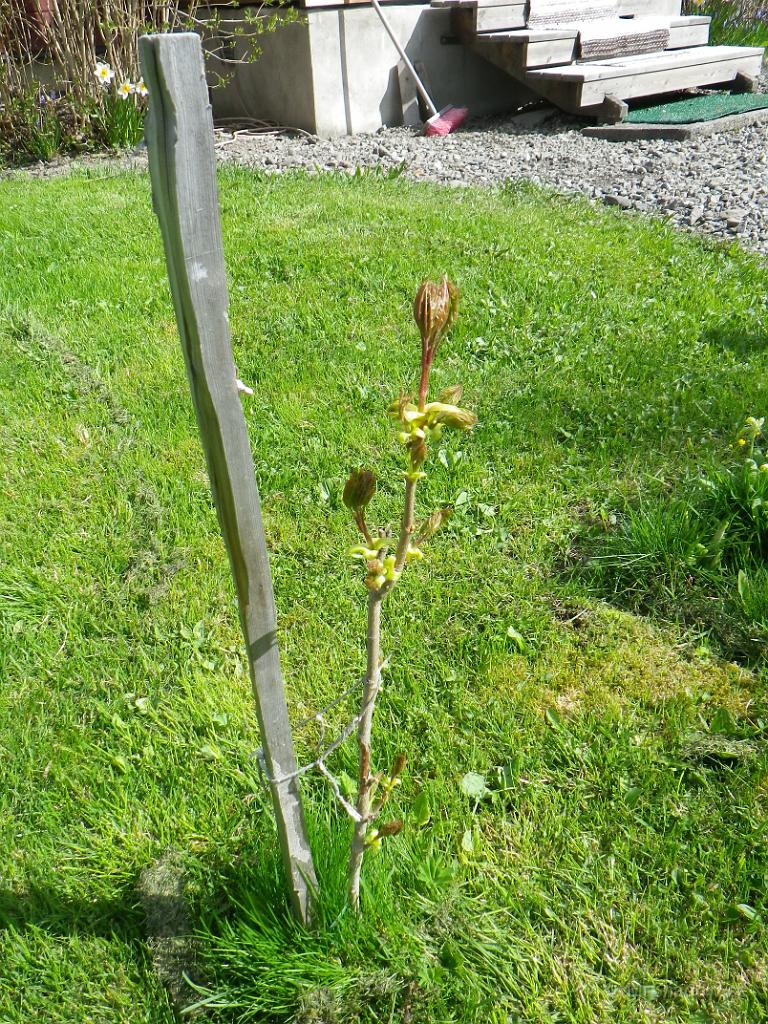 IMGP0783.jpg - 2012-05-26  Det tar sig.. Den lilla lönnen ser ut att växa på sig i år..