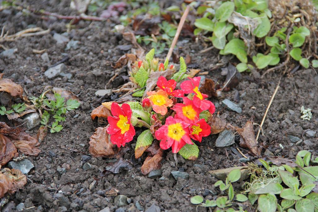 IMG_0014.JPG - De där blommorna lyser verkligen upp..