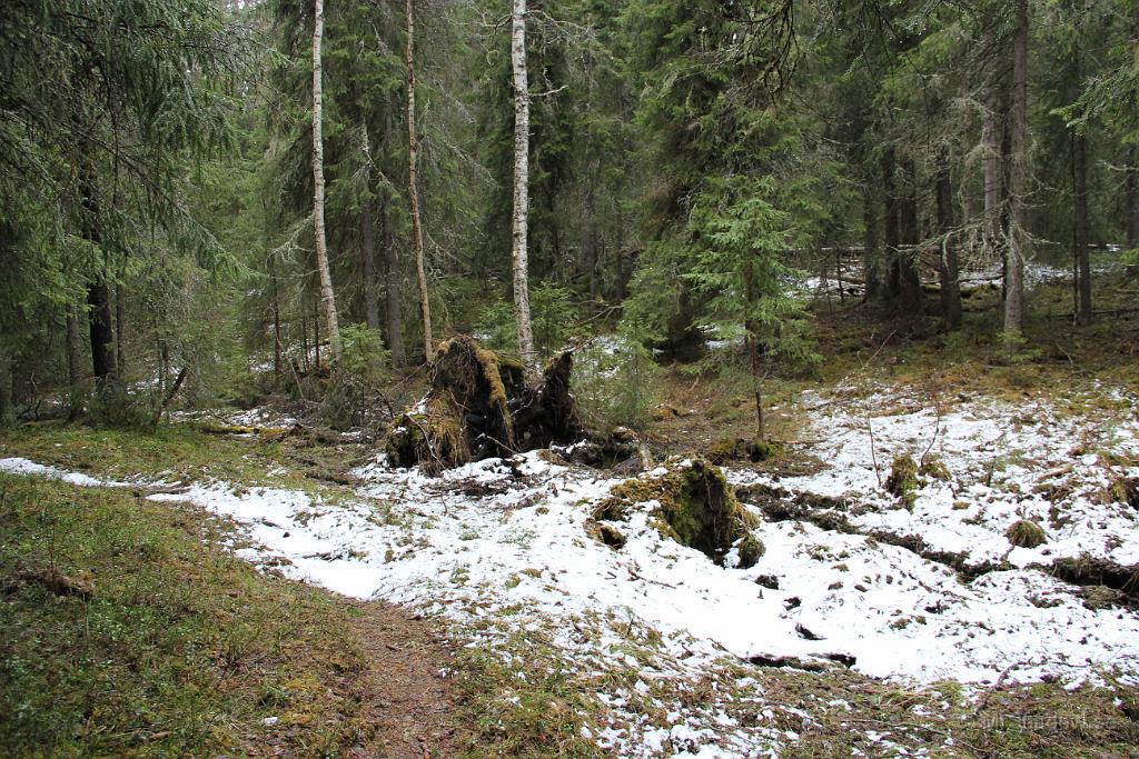 IMG_0016.JPG - Det finns lite snö kvar efter skoterleden.